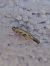Scythris limbella 
