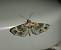 Eupithecia linariata 