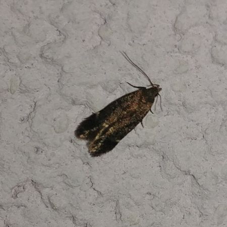 Dichomeris alacella 