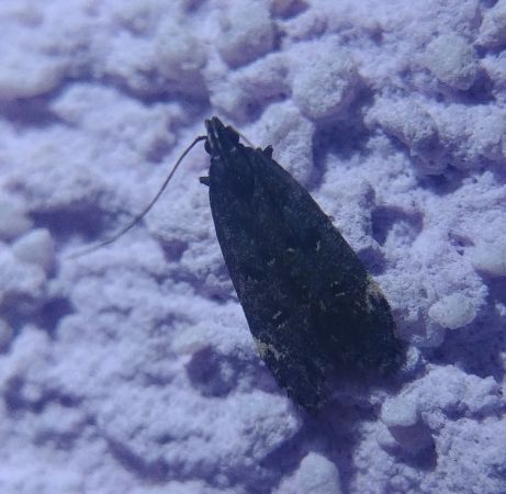 Dichomeris alacella 