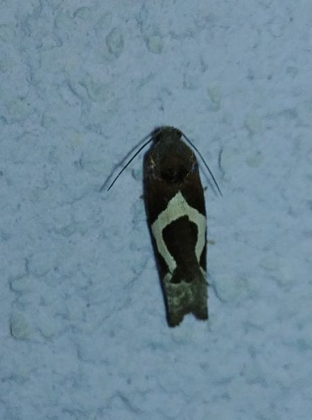 Epiblema foenella 