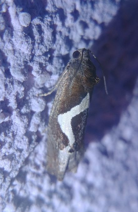 Epiblema foenella 