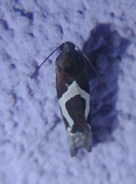 Epiblema foenella 