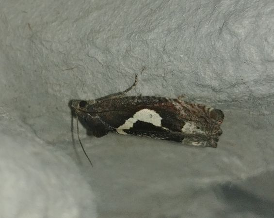 Epiblema foenella 