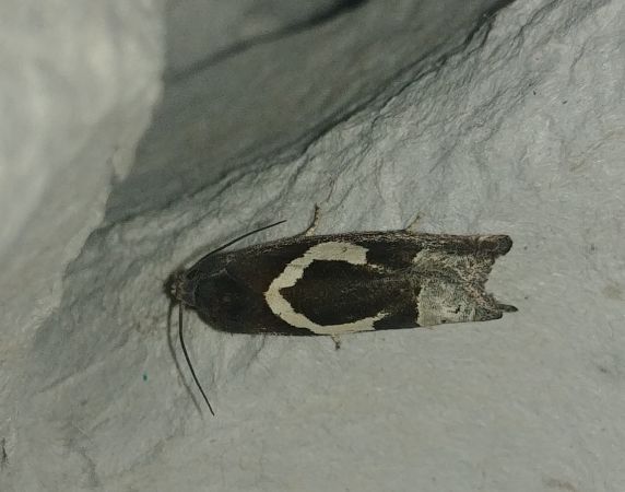 Epiblema foenella 