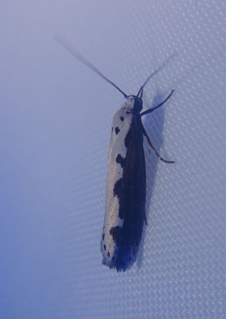 Ethmia bipunctella 