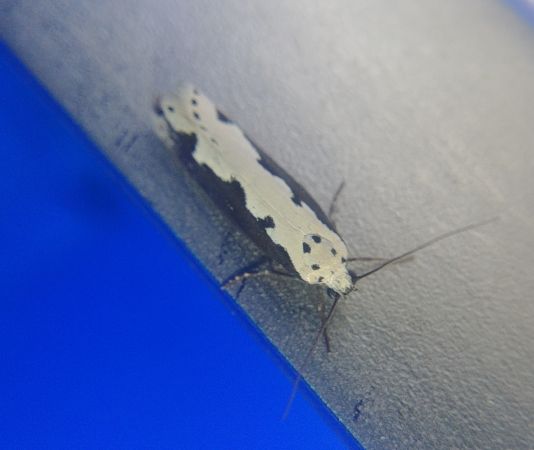 Ethmia bipunctella 