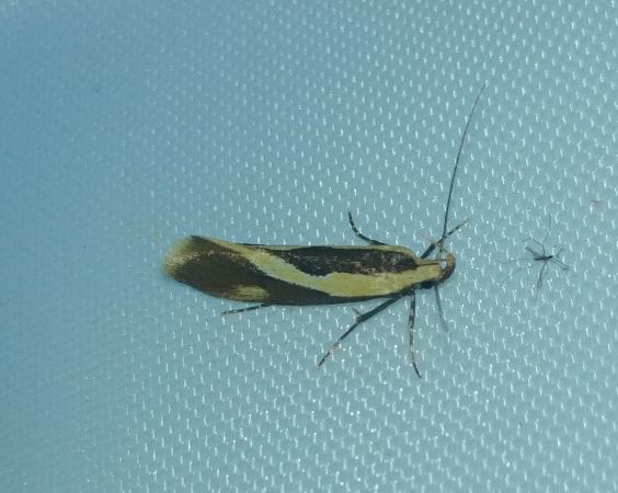 Harpella forficella 