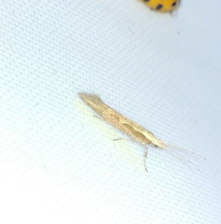 Plutella xylostella 