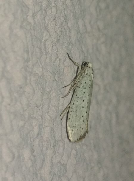 Yponomeuta sp. 