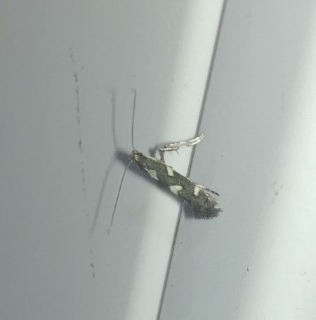 Calybites phasianipennella 