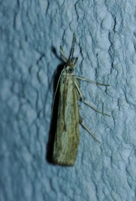 Agriphila inquinatella 