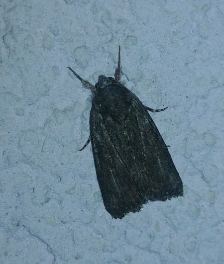 Bryophila raptricula 