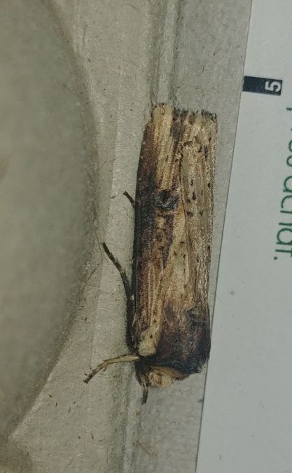 Noctuelle putride 