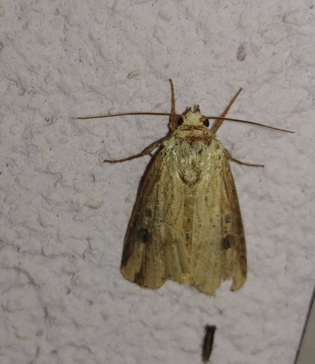 Noctuelle putride 