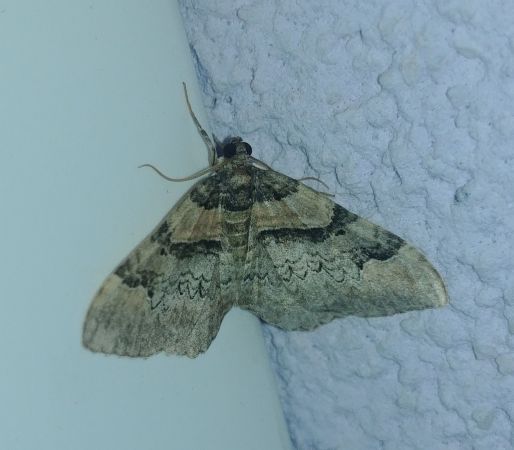 Catarhoe rubidata 