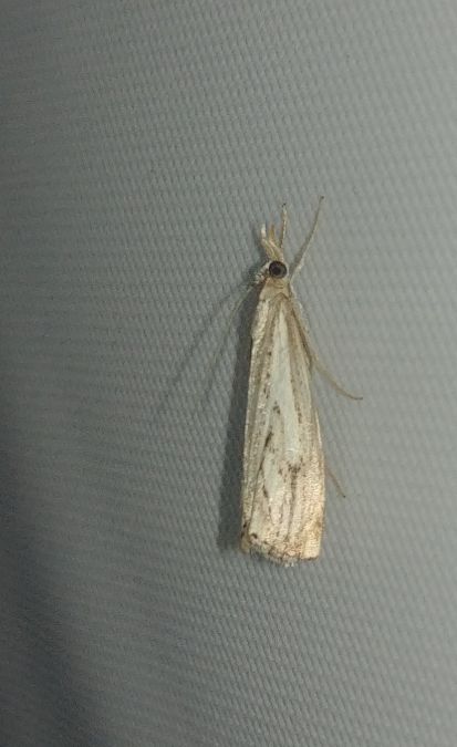 Catoptria falsella 