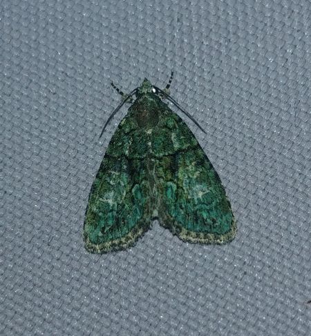 Cryphia algae 