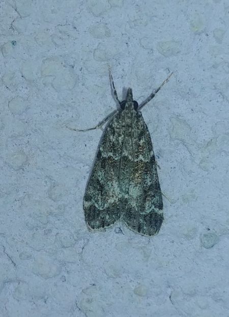 Eudonia mercurella 