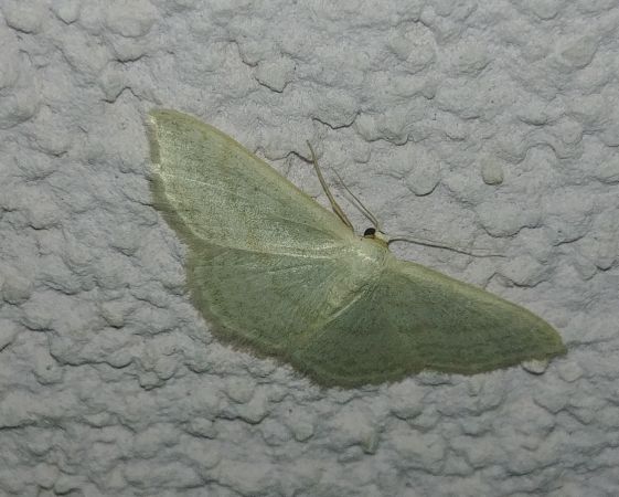 Idaea subsericeata 