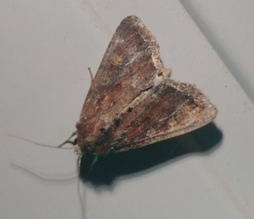Noctuelle des potagers 