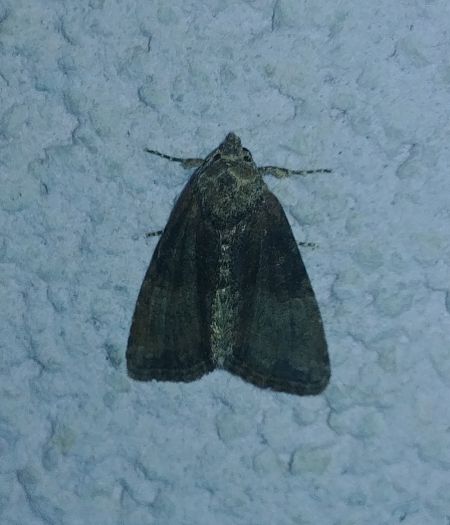 Mesoligia furuncula 