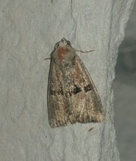 Mesoligia furuncula 