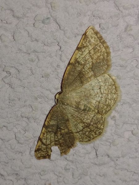 Stegania trimaculata 