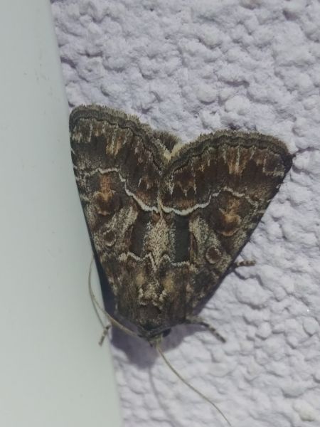 Noctuelle cythérée 