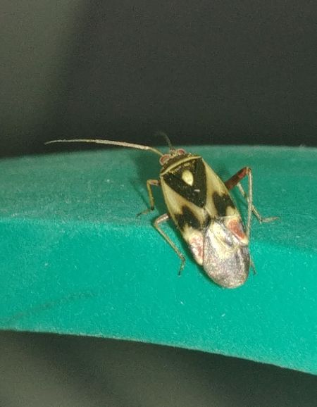 Polymerus unifasciatus 