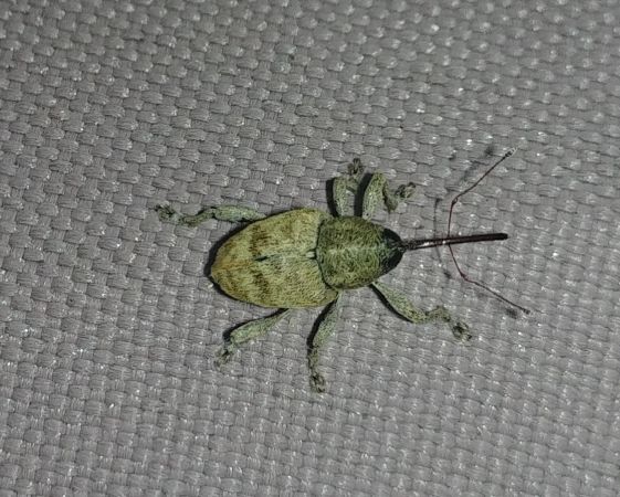 Curculio sp. 