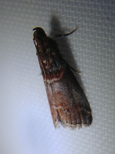 Acrobasis advenella 