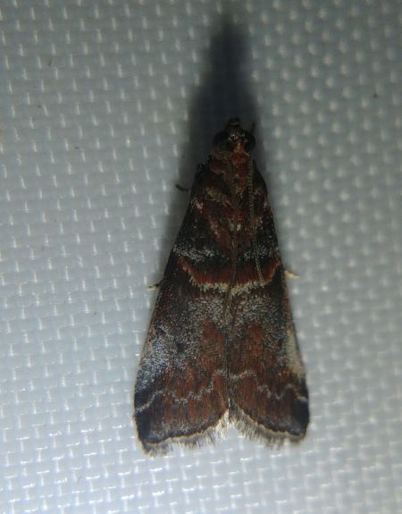 Acrobasis advenella 