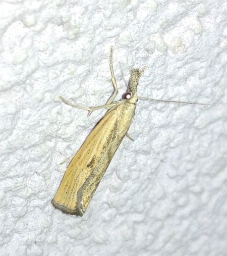 Agriphila inquinatella 