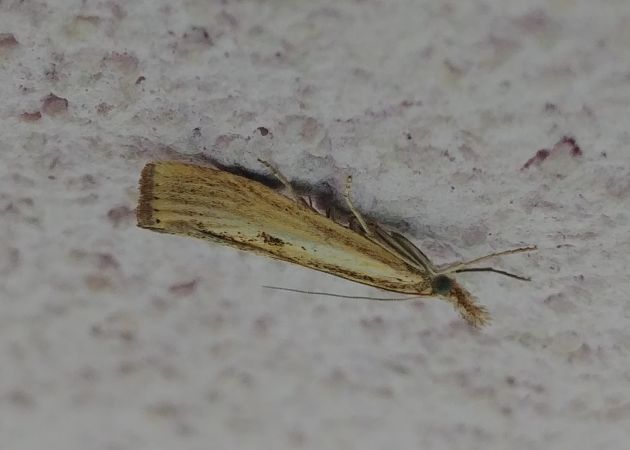 Agriphila inquinatella 