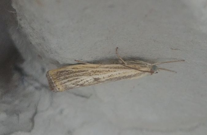 Agriphila inquinatella 