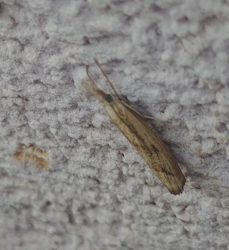 Agriphila inquinatella 