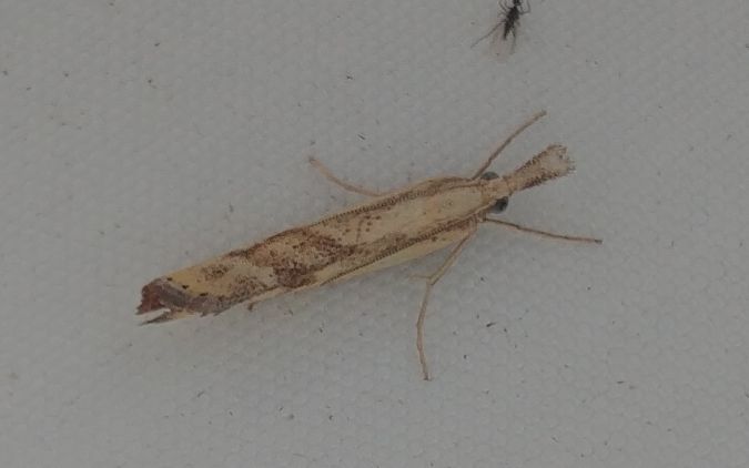 Agriphila inquinatella 