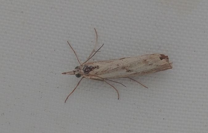 Agriphila inquinatella 