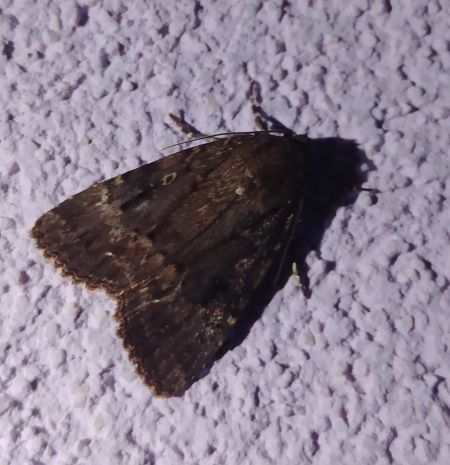 Amphipyra berbera 