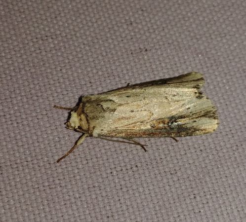 Noctuelle putride 