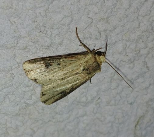 Axylia putris 