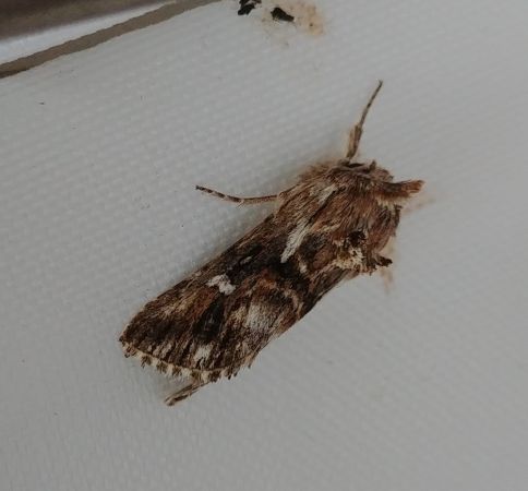Calophasia lunula 