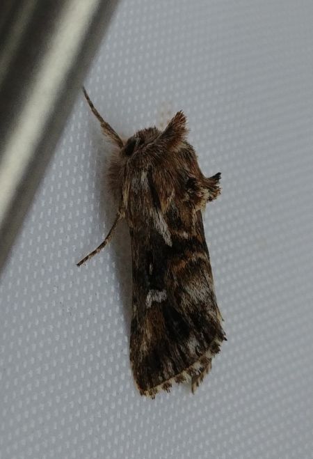 Calophasia lunula 