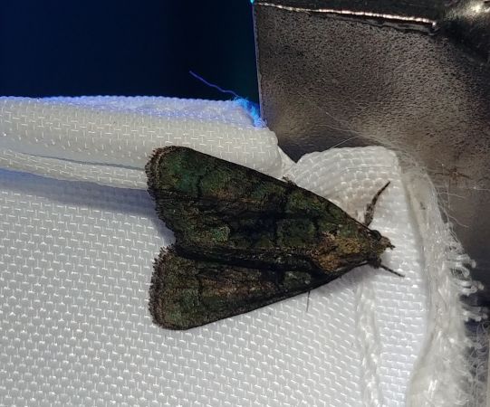 Cryphia algae 