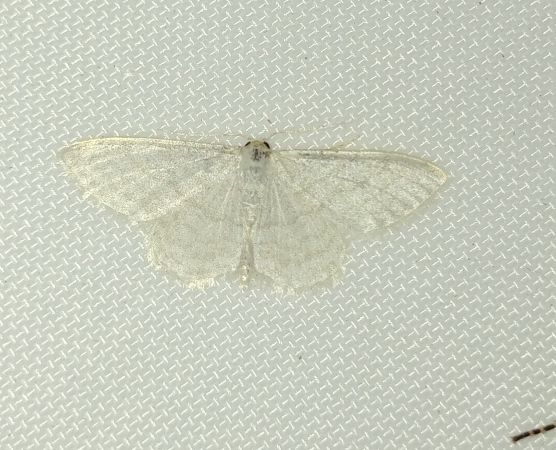 Idaea subsericeata 