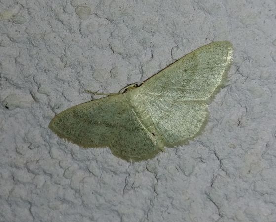 Idaea straminata 