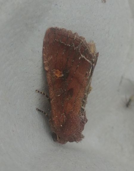 Noctuelle des potagers 