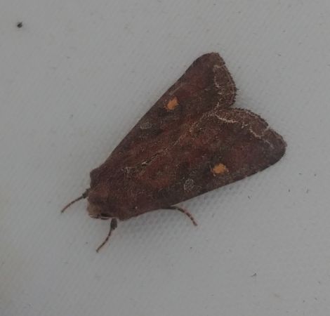 Noctuelle des potagers 