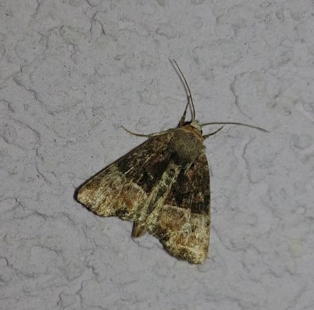 Mesoligia furuncula 